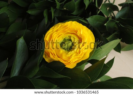 ranunculus yellow flowers background