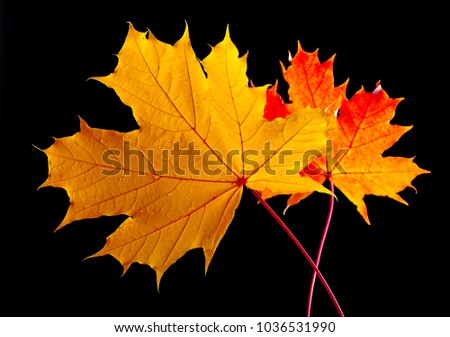 Autumn leaves.
Beautiful and elegant photography. It tells the harmony of colors and the warmth of autumn and the atmosphere of serene tranquility.