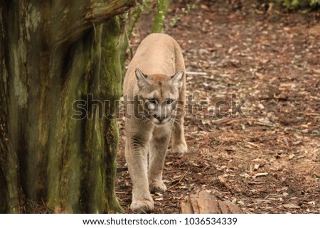 Picture of Florida panther