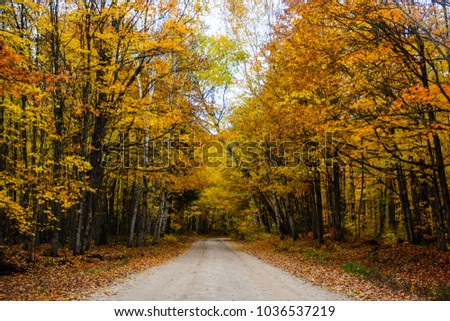 Fall road in forest tunnel in Pictured Rocks National Lakeshore, Munising, MI, USA. Gorgeous display of fall colors, leaves, red, orange, green and yellow trees covered empty road.