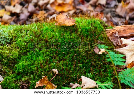 Moss texture with autumn leaves. Mossy, grass. Pictured Rocks National Lakeshore, Munising, USA