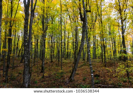 Autumn forest in Pictured Rocks, Munising, MI, USA with colorful trees.