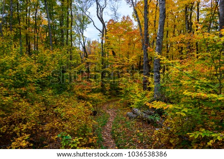Forest hiking trail in Pictured Rocks National Lakeshore, 
Munising, MI, USA. Autumn forest with coloful trees.