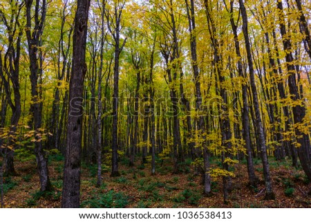 Autumn forest in Pictured Rocks, Munising, MI, USA with colorful trees.
