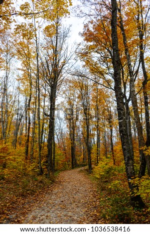 Forest hiking trail in Pictured Rocks National Lakeshore, 
Munising, MI, USA. Autumn forest with coloful trees.