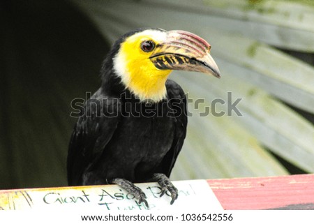 Picture of hornbill
