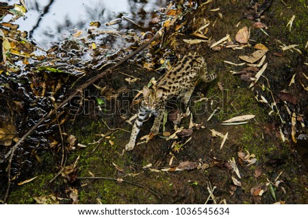Leopard cat Animal