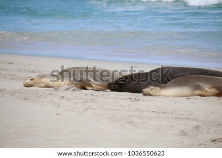 Seal Bay, Kangaroo Island