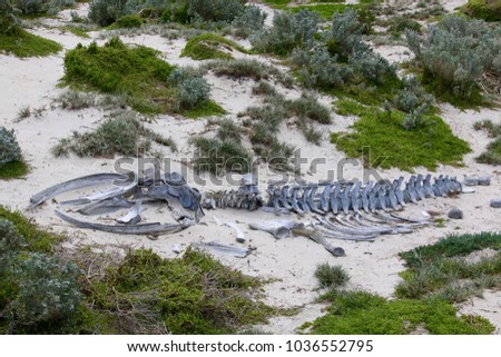 Whale Skeleton, Kangaroo Island