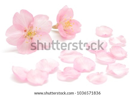 Japanese cherry blossom and petals isolated on white background Royalty-Free Stock Photo #1036571836