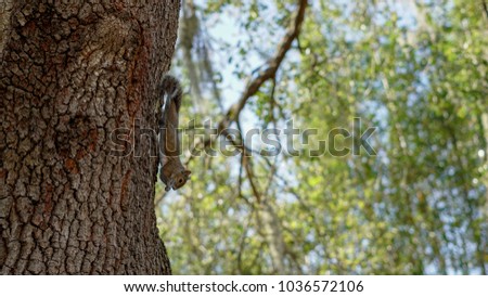 A squirrel eats on the side of a tree on a sunny day.