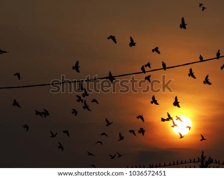 Silhouette of pigeons under the bright sunrise. Motion blur due to slow shutter.
