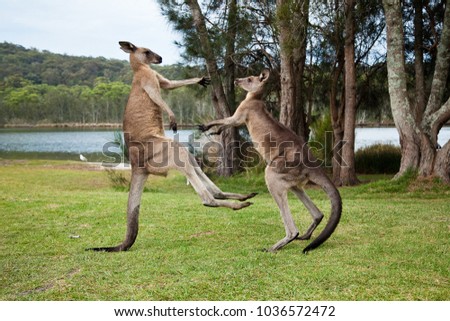 Kangaroo males boxing on the shore of a lake, Kangaroos fighting, kicking each other on green grass with scenic trees and lake view 