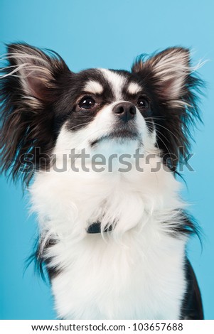 Cute Chihuahua black and white isolated on light blue background. Long hair. Studio portrait.