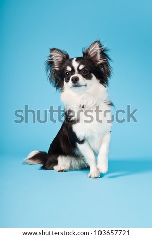 Studio Portrait Of Cute White Chihuahua Puppy Isolated On Light