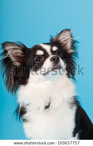 Cute Chihuahua black and white isolated on light blue background. Long hair. Studio portrait.