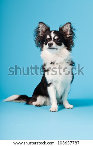 Studio Portrait Of Cute White Chihuahua Puppy Isolated On Light