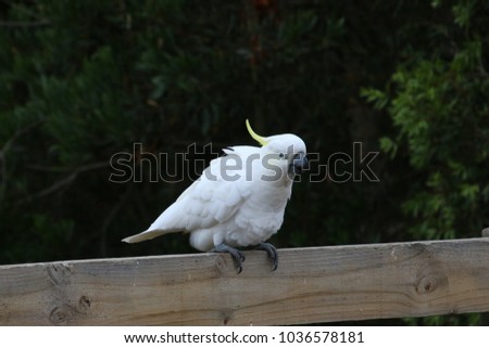 cockatoo sitting on fence