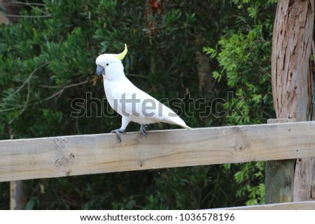 cockatoo sitting on fence