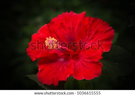 Bright red flower of hibiscus (Hibiscus rosa sinensis) on black background. Karkade native to tropical regions. Hawaiian wild red Hibiscus Plant. Hibiscus comprising several hundred species.