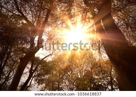 Golden heaven light Hope concept from above through trees branches abstract blurred background from nature