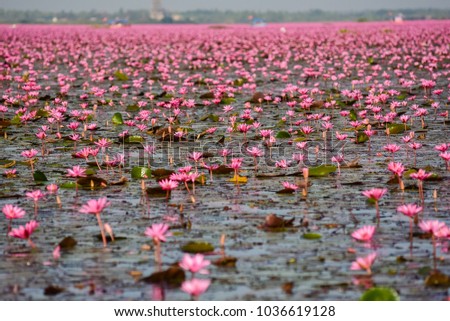 Nature of Beautiful Red Lotus Sea at Udon Thani in the northern of Thailand.