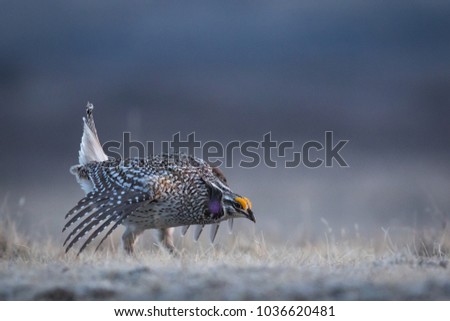 Sharp-tailed Grouse ( Tympanuchus phasianellus) in full courtship behaviour on its lek