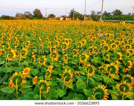 The back side of the beautiful sunflower field at sunset. Watsiyakjaroenporn, Nakhon Pathom province, Thailand Royalty-Free Stock Photo #1036623895