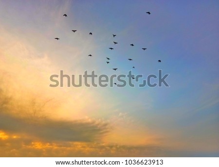 Flock of birds flying in the sky at sunrise Royalty-Free Stock Photo #1036623913
