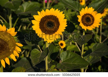 Beautiful sunflower in nature park.
