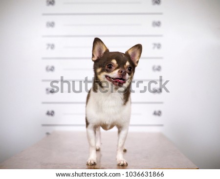Adorable and smart pure breed chihuahua dog posing in the studio ready to register personal dog license with mugshot template at background. Doing dog register microchip is prevent your pet missing