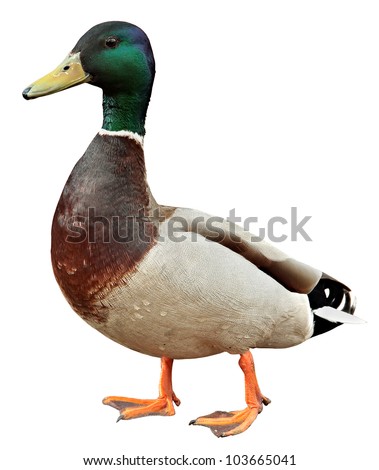 Mallard Duck with clipping path. Colourful mallard duck isolated on white background Royalty-Free Stock Photo #103665041