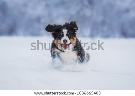 Bernese mountain puppy running in the snow in winter