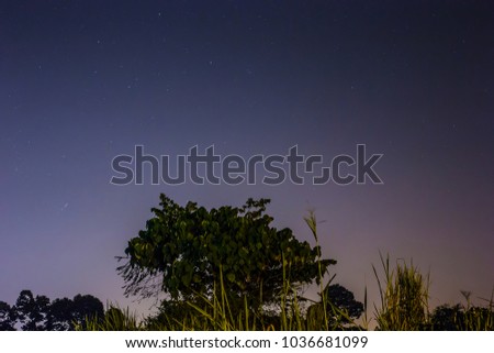 Midnight star views in jungle