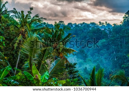 Fog. Jungle of palm trees in tropical Ubud, Bali, Indonesia. Evening forest, Cloudy, dark, rainy. View of the jungle at night and clouds in the sky. Fog in palm trees and in the forest. Holiday.