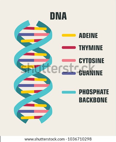 vector Icon poster structure DNA molecule. Spiral Deoxyribonucleic acid (DNA) with the description of components: cytosine, guanine, adenine, thymine, nitrogenous base of DNA. Royalty-Free Stock Photo #1036710298