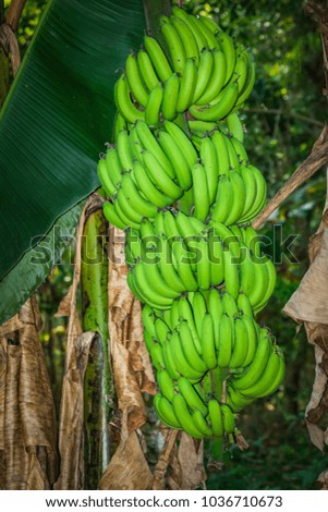 Banana on tree in garden