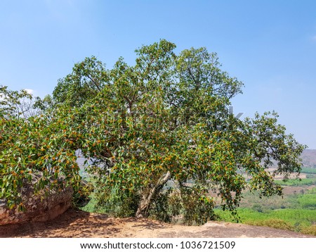 Garcinia cowa, an evergreen trees and shrubs usually found across tropical forest. Its ripe fruit is red. opposite to unripe is green and orange. This tree in the picture located in Thailand