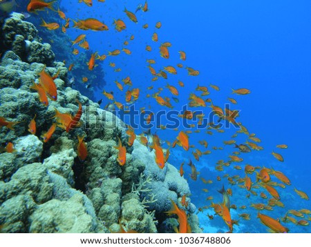 Coral reef marine life Ocean