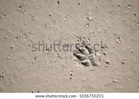 the dog footprint on sand at sea. 