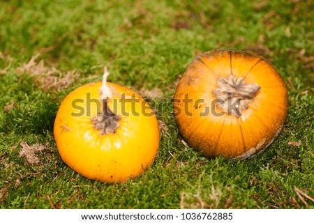   halloween pumpkins in autumn                             