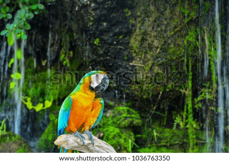 Macore bird parrot