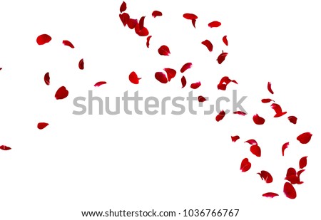 Red rose petals fly in a circle. The center free space for Your photos or text. Isolated white background Royalty-Free Stock Photo #1036766767