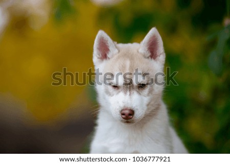 Husky puppy makes a funny face