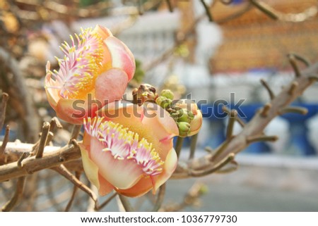 Cannonball tree flowers,The sacred tree ,That is relevant flowers to Buddhist history.