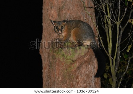 Beautiful Australian possum sitting on a tree in a wild at night