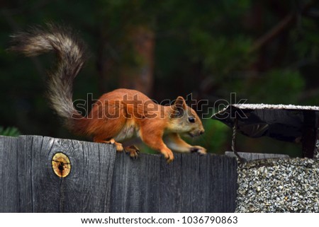 Squirrel look into the bird feeder. 