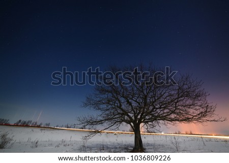 A tree near the road against the background of the night starry sky in winter.