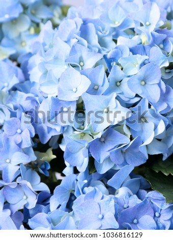 The texture of the flowers is blue hydrangeas. Background
