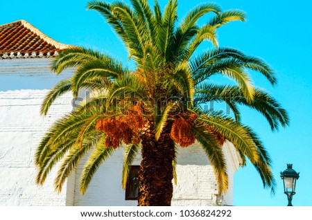 beautiful spreading palm tree on the beach, exotic plants symbol of holidays, hot day, big leaves, exotic tree
